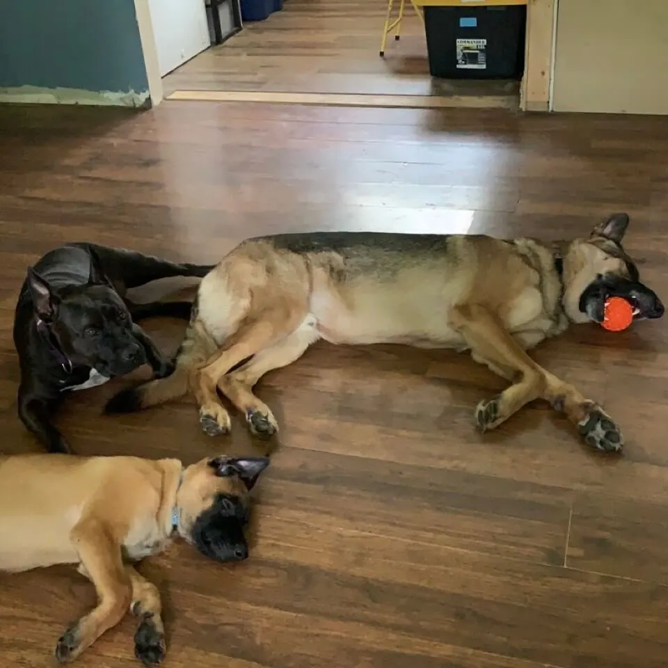In-Home-Pet-Care In-Home-Pet-Care