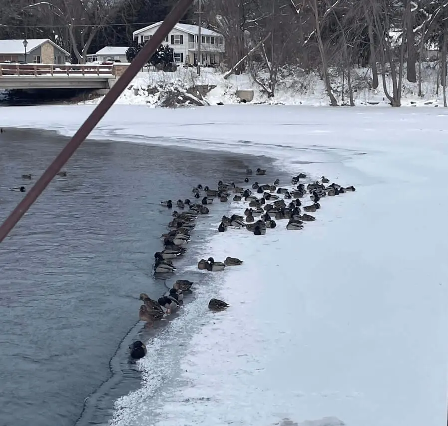 ducks-in-river ducks-in-river